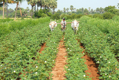 किसान पंजाब-हरियाणा में कपास की बुआई में भारी गिरावट