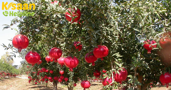 सिंदूरी अनार के एक पेड़ से 100 किलो उपज, जानिए खेती का सही तरीका