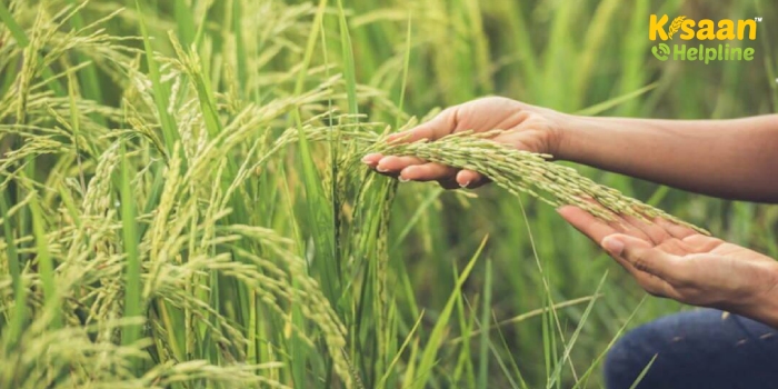 खरीफ की 17 फसलों पर बढ़ाई गई MSP, कैबिनेट बैठक में किसानों के हित में लिया बड़ा फैसला