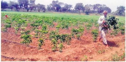 वायरस से प्रभावित फसल से नहीं मिली राहत