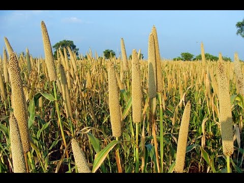 अगस्त माह में कृषि के कुछ आवश्यक कार्य, ध्यान से पढ़े और शेयर करे