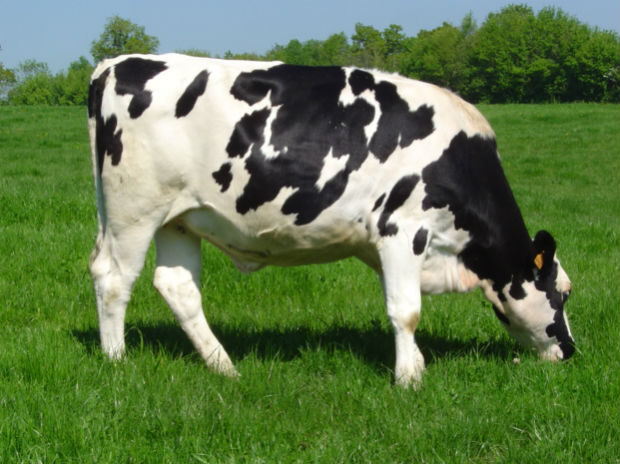 पशुओं के आहार को लेकर न करें गलतियां, समझदारी से काम ले