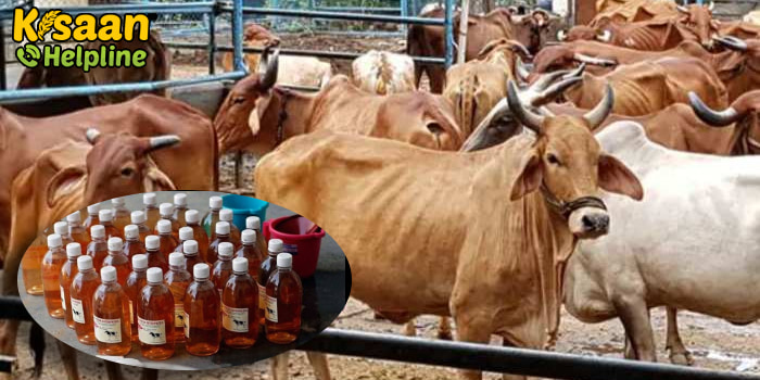 खेती में गौमूत्र का उपयोग कर किसान भाई बढ़ा सकते है अपनी आमदनी, जानिए गोमूत्र के उपयोग के बारे में