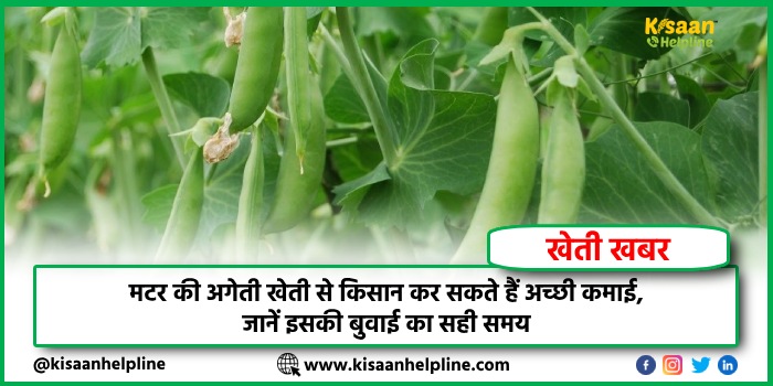 मटर की अगेती खेती से किसान कर सकते हैं अच्छी कमाई, जानें इसकी बुवाई का सही समय