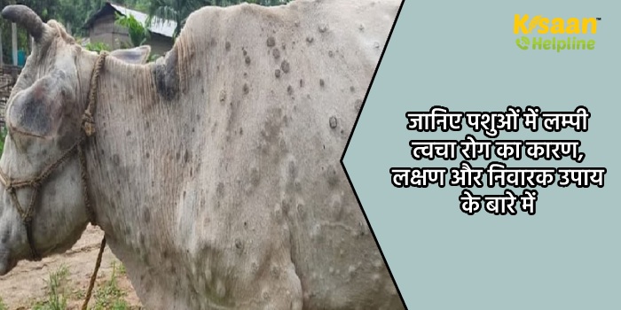 जानिए पशुओं में लम्पी त्वचा रोग का कारण, लक्षण और निवारक उपाय के बारे में