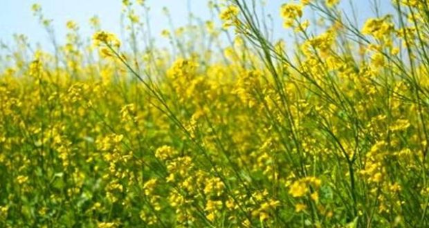 कैसे करे सरसो की श्री विधि से बुवाई, जाने कुछ जरुरी जानकारी