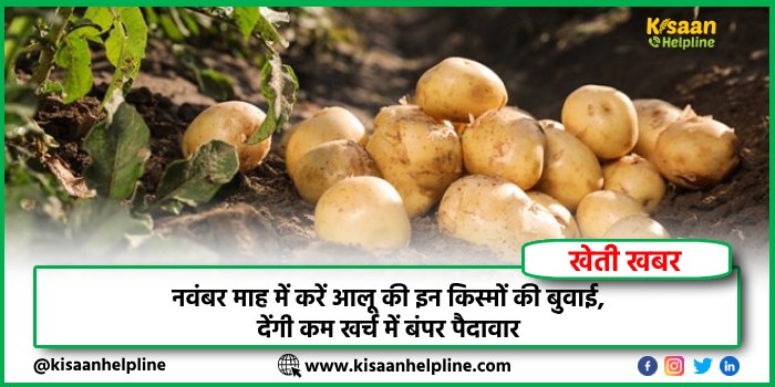 नवंबर माह में करें आलू की इन किस्मों की बुवाई, देंगी कम खर्च में बंपर पैदावार