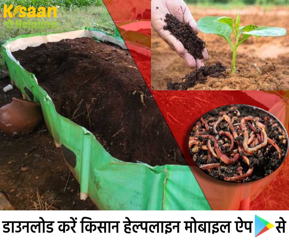 Vermicompost: केंचुआ खाद बनाने का सरल तरीका और साथ ही जानिए केंचुआ खाद के गुण और लाभ के बारे में