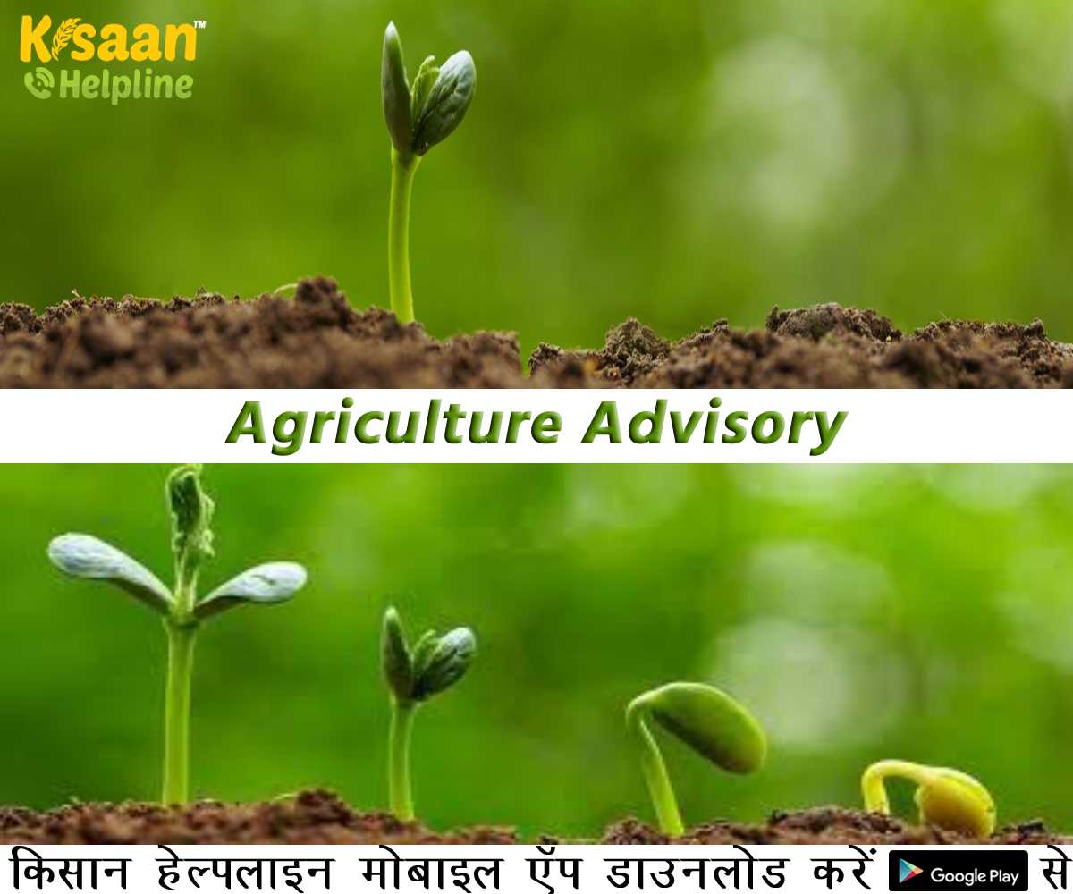 Agriculture Advisory: कृषि भौतिकी संभाग के कृषि वैज्ञानिकों के अनुसार किसानों को निम्न कृषि कार्य करने की दी जाती है सलाह