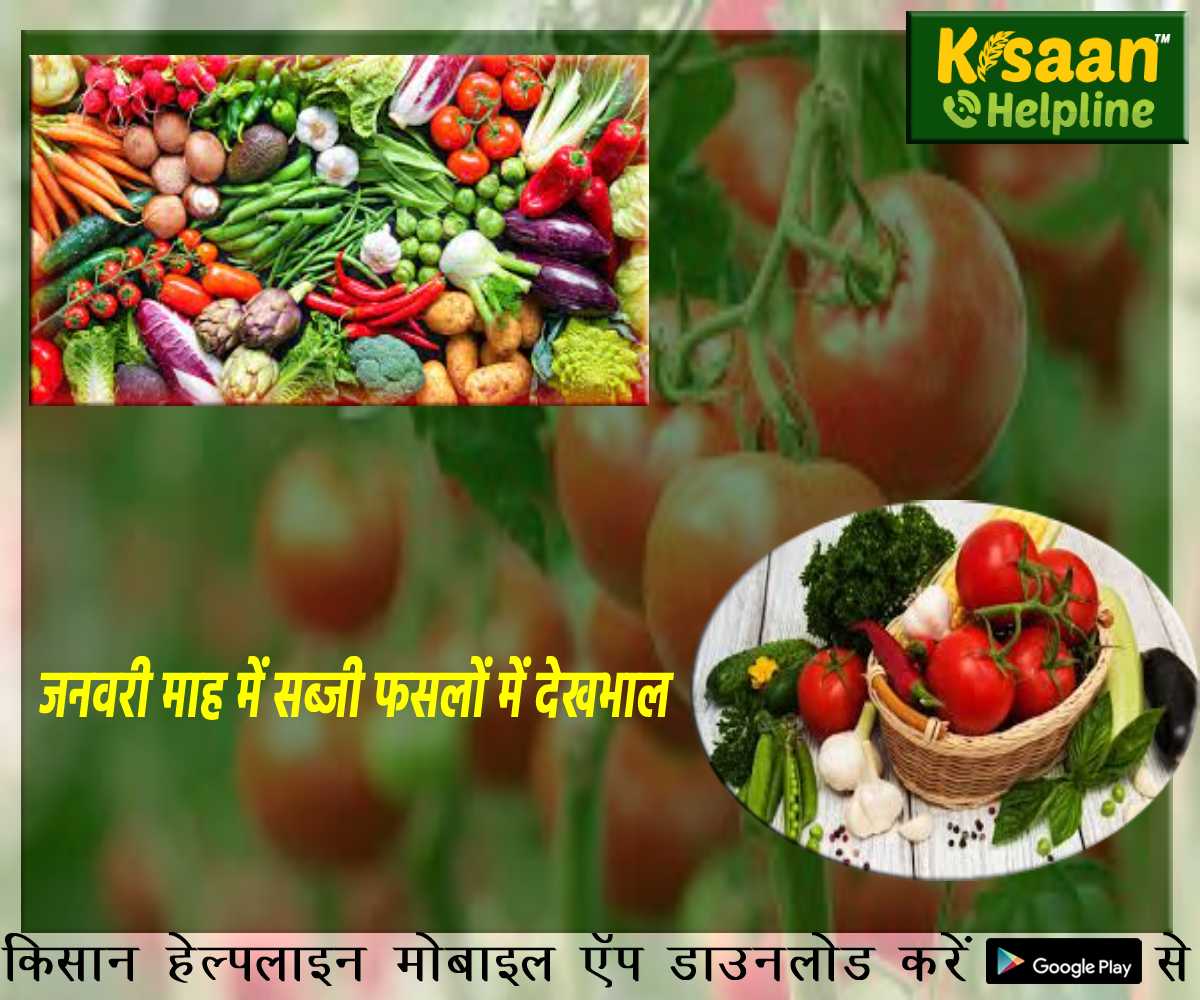 जनवरी माह के आवश्यक कृषि कार्य, जानिए सब्जी फसलों में देखभाल