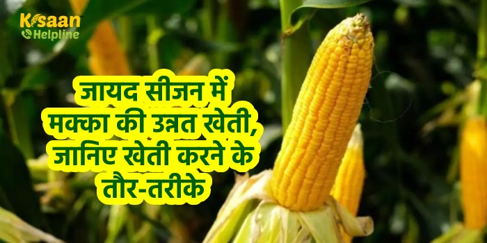 जायद सीजन में मक्का की उन्नत खेती, जानिए खेती करने के तौर-तरीके