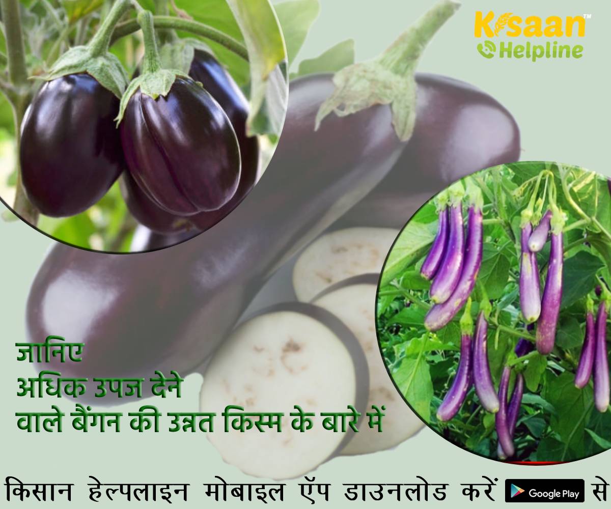 जानिए अधिक उपज देने वाले बैंगन की उन्नत किस्म के बारे में