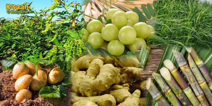 मार्च माह में किये जाने वाले प्रमुख कृषि कार्य, मार्च माह में कर सकते है इन फसलों की बुवाई