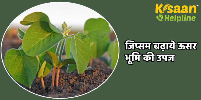 जिप्सम बढ़ाये ऊसर भूमि की उपज, जानिए जिप्सम की उपयोगिता के बारे में