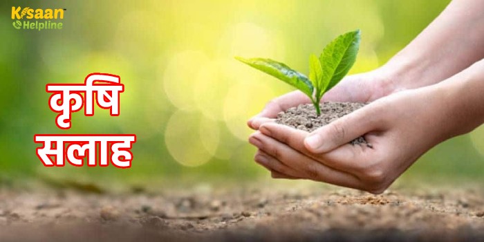 कृषि सलाह : रबी फसलों की कटाई के बाद करें ये काम, जानिए क्या सलाह दी कृषि विशेषज्ञों ने