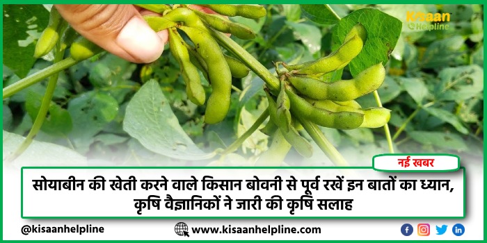 सोयाबीन की खेती करने वाले किसान बोवनी से पूर्व रखें इन बातों का ध्यान, कृषि वैज्ञानिकों ने जारी की कृषि सलाह