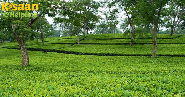 असम कृषि उत्पादन बढ़ाने के लिए 100 किसान उत्पादक कंपनी की स्थापना