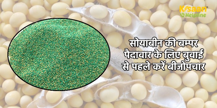 सोयाबीन की बम्पर पैदावार के लिए बुवाई से पहले करें बीजोपचार 