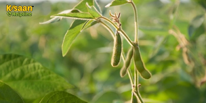 जानिए सोयाबीन की उन्नत किस्मों का चयन फसल अवधि के आधार पर