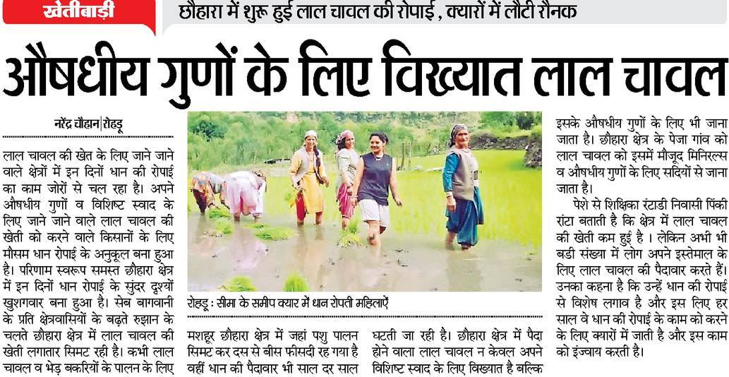 औषधीय गुणों के लिए विख्यात लाल चावल, शुरू हुई लाल चावल की रोपाई