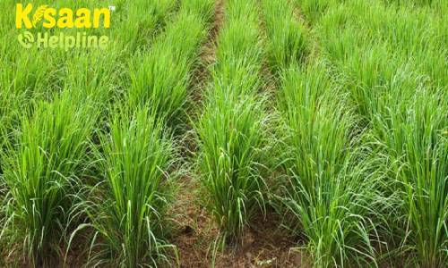 लेमन ग्रास की खेती से किसान भाई कमा सकते है एक एकड़ खेत से दो से तीन लाख रुपये, जानिए लेमन ग्रास की आधुनिक खेती के बारे में