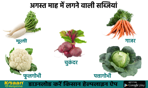 अगर आप बागवानी में रूचि रखते है तो कीजिये अगस्त महीने में इन सब्जियों की खेती