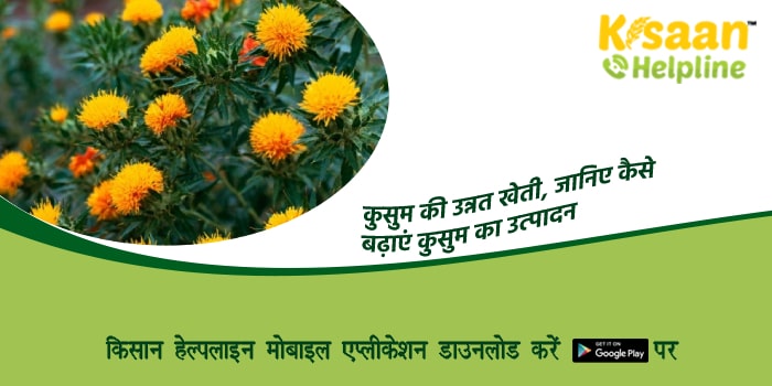 कुसुम की उन्नत खेती, जानिए कैसे बढ़ाएं कुसुम का उत्पादन
