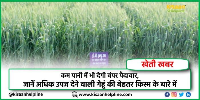 Wheat New Variety : कम पानी में भी देगी बंपर पैदावार, जानें अधिक उपज देने वाली गेहूं की बेहतर किस्म के बारे में