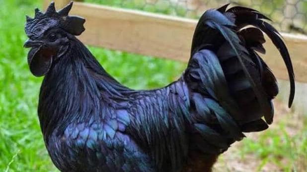 झाबुआ का कड़कनाथ अब पुरे मध्य प्रदेश में मिलेगा