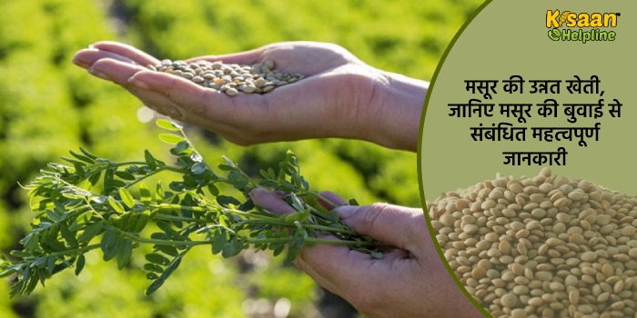 मसूर की उन्नत खेती, जानिए मसूर की बुवाई से संबंधित महत्वपूर्ण जानकारी