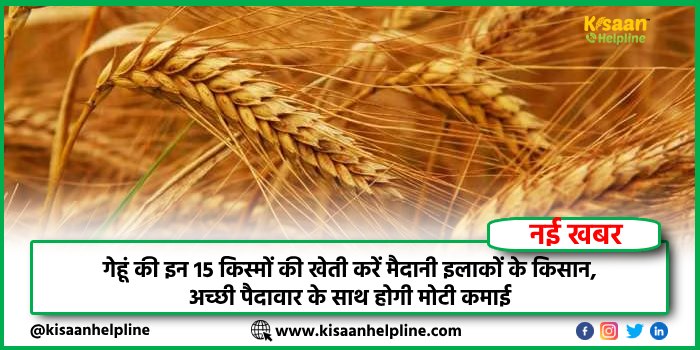 गेहूं की इन 15 किस्मों की खेती करें मैदानी इलाकों के किसान, अच्छी पैदावार के साथ होगी मोटी कमाई