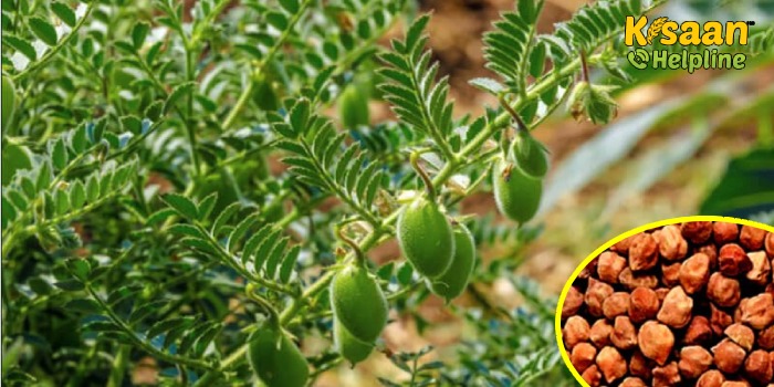 चने की इस नई किस्म की कटाई हार्वेस्टर से कर पाएंगे किसान, जानिए वैज्ञानिकों के द्वारा विकसित चने की किस्म के बारे में