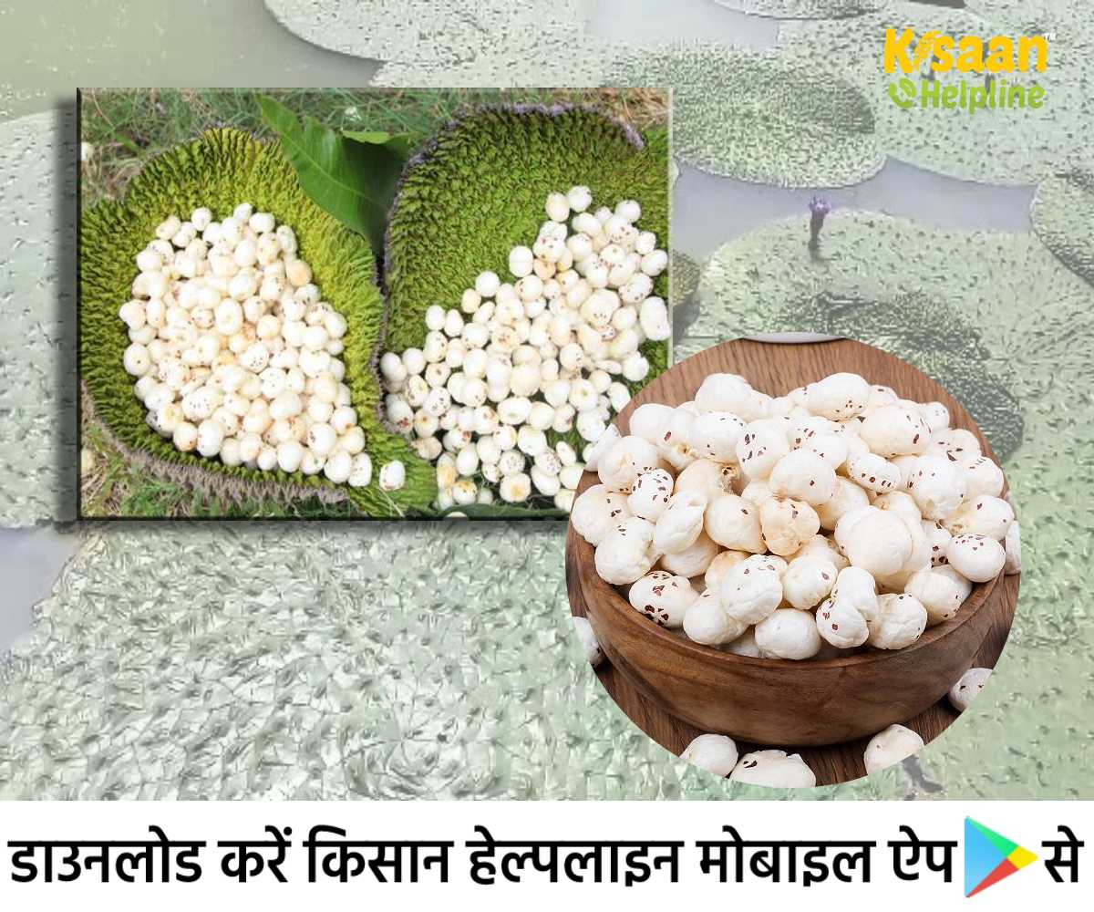 प्रति एकड़ लगभग 70 हजार रुपये का शुद्ध लाभ कमाया जा सकता है मखाने की खेती