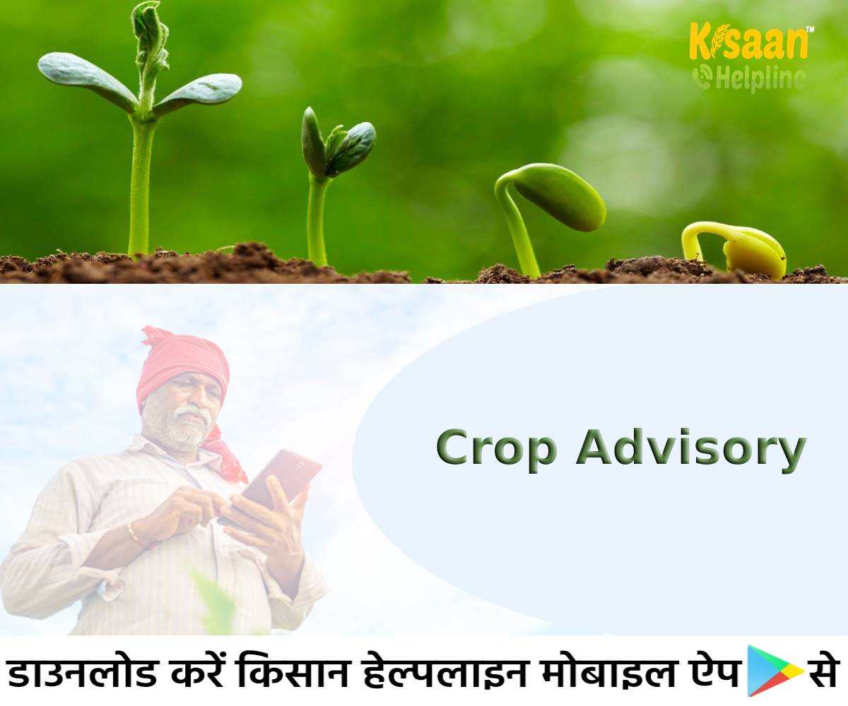 Crop Advisory: गेहूँ, चना, सरसों, आलू की खेती को लेकर किसानों के लिए कृषि वैज्ञानिकों ने जारी की विशेष सलाह