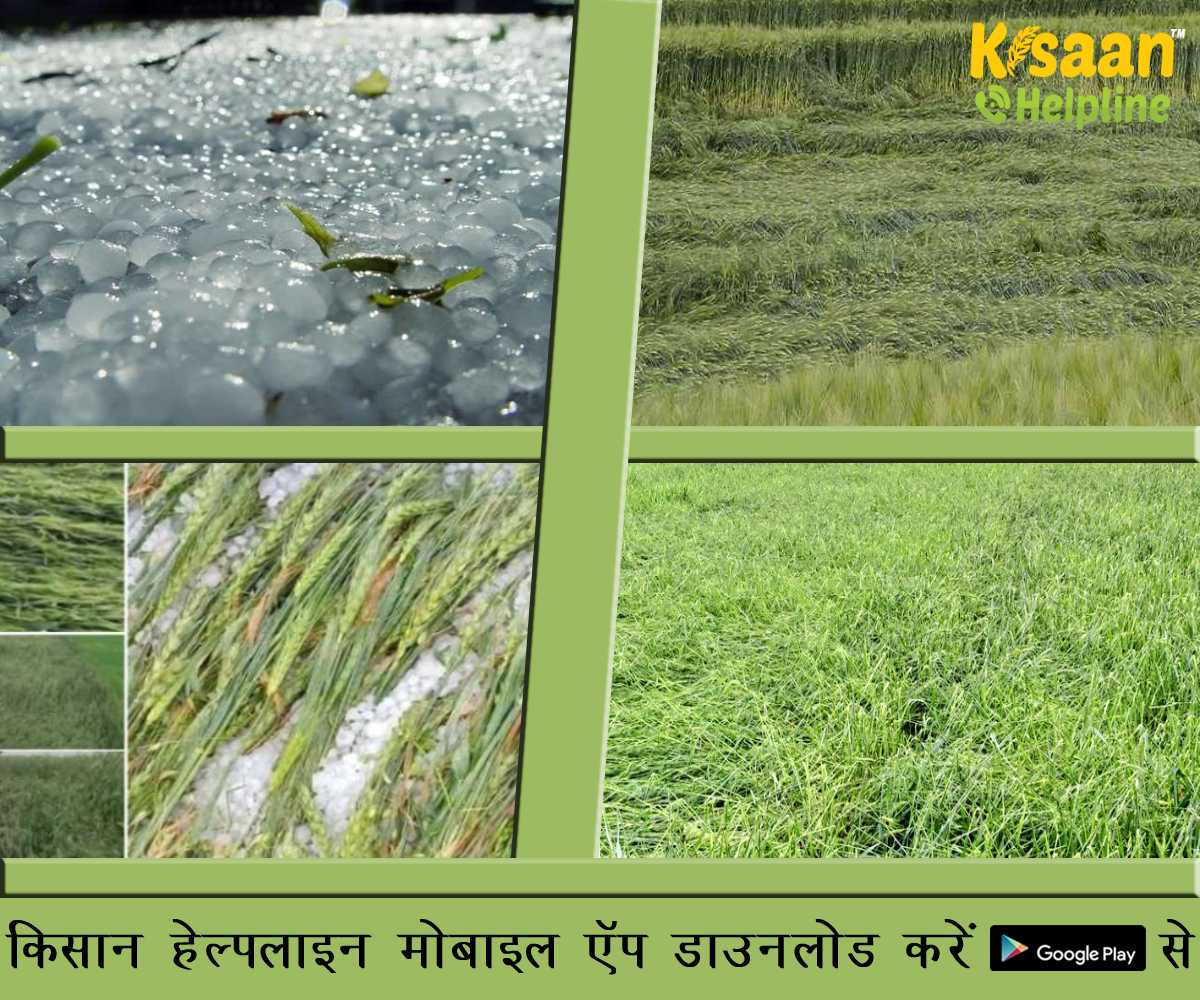 मध्य प्रदेश के मुख्यमंत्री शिवराज सिंह चौहान ने फसल क्षति के आकलन के लिए सर्वे के आदेश दिए