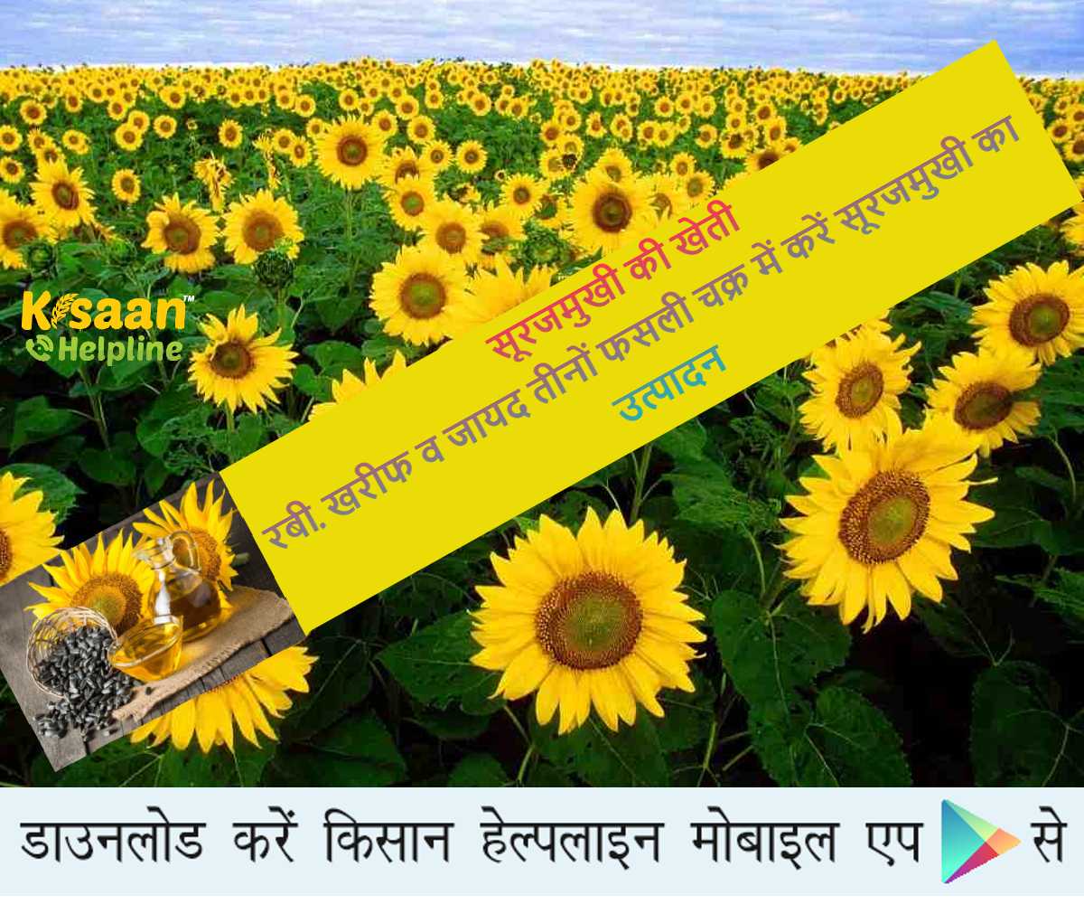 सूरजमुखी की खेती: रबी, खरीफ व जायद तीनों फसली चक्र में करें सूरजमुखी का उत्पादन
