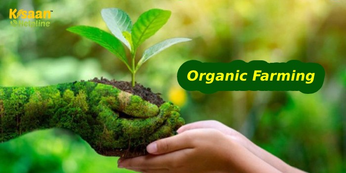 जानिए जैविक खेती करने की प्रक्रिया के बारे में