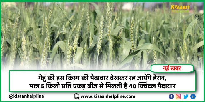 गेहूं की इस किस्म की पैदावार देखकर रह जायेंगे हैरान, मात्र 5 किलो प्रति एकड़ बीज से मिलती है 40 क्विंटल पैदावार