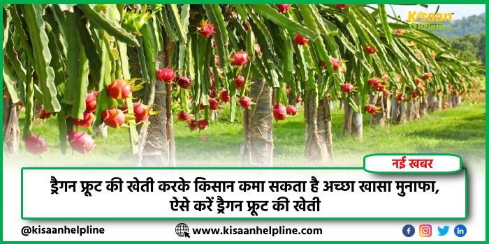 ड्रैगन फ्रूट की खेती करके किसान कमा सकता है अच्छा खासा मुनाफा, ऐसे करें ड्रैगन फ्रूट की खेती