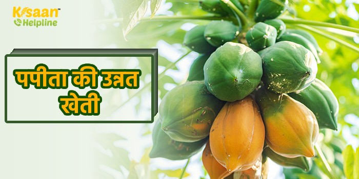 पपीता की उन्नत खेती, जानिए पपीता की खेती करने के तौर-तरीकों के बारे में