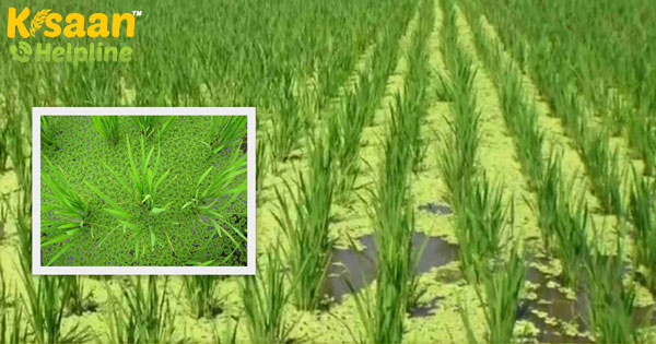 दो सौ रुपये का नीला हरा शैवाल जो आपके बचाएगा हजारों रुपये