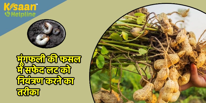 मूंगफली की फसल में सफेद लट को नियंत्रण करने का तरीका, साथ ही जानिए ध्यान रखने वाली बातों को