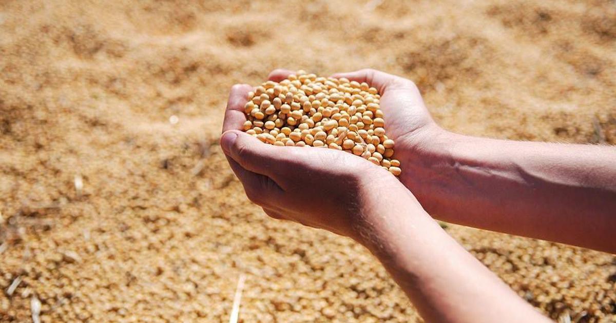 इंदौर, धार, उज्जैन, मंदसौर, नीमच, रतलाम, देवास, शाजापुर के लिए सोयाबीन की कुछ उन्नत क़िस्म