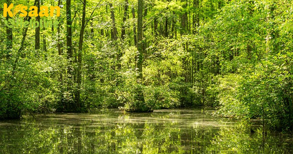 अगले पांच वर्षों में देश भर में 200 शहरी वन विकसित करना