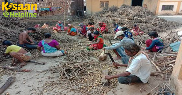 महाराष्ट्र में वन धन विकास केंद्र COVID-19 के दौरान जनजातीय लोगों की मदद