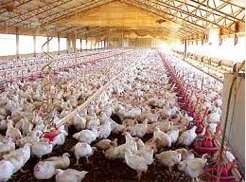 मुर्गी पालन (ब्रॉयलर या पॉल्ट्री फार्मिंग) शुरू करने का तरीका, लागत और उस से होने वाली आमदनी की संपूर्ण जानकारी