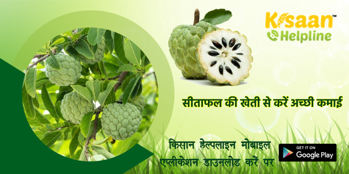 सीताफल की व्यावसायिक खेती, किसान भाई सीताफल की खेती से कर सकते है अच्छी कमाई
