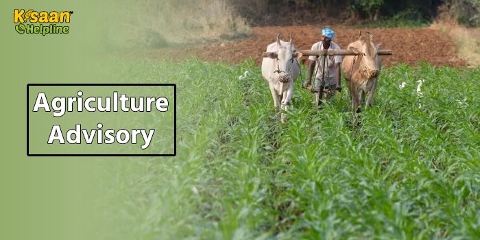 मौसम को देखते हुए कृषि वैज्ञानिकों ने जारी की कृषि एडवाइजरी, किसान रखें इन बातों का ध्यान
