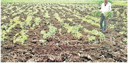 सोयाबीन में बनी अफलन की स्थिति, किसान चिंतित