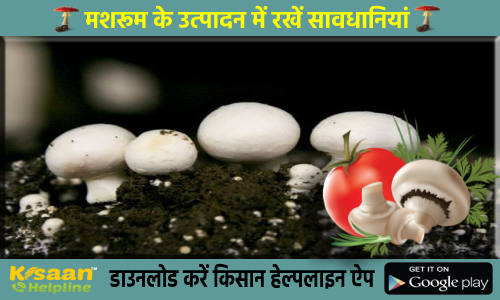 मशरूम के उत्पादन में रखे इन बातों का विशेष ध्यान, नहीं तो पड़ सकता है उत्पादन पर असर